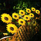 🌞Zonnebloem LED-tuinsteker op zonne-energie
