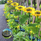 🌞Zonnebloem LED-tuinsteker op zonne-energie