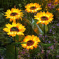 🌞Zonnebloem LED-tuinsteker op zonne-energie