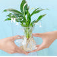 Hydroponische Voedingsoplossing voor Planten Groei