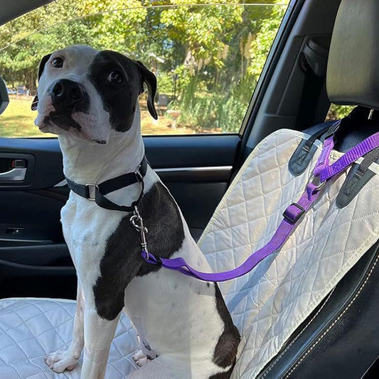 🐶 2-in-1 Hondenautogordel & Wandelriem – Veilig en Handig Onderweg 🚗✨