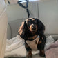 🐶 2-in-1 Hondenautogordel & Wandelriem – Veilig en Handig Onderweg 🚗✨