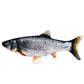 Pet Favorite: Electric Fish Toys 🐱🐶